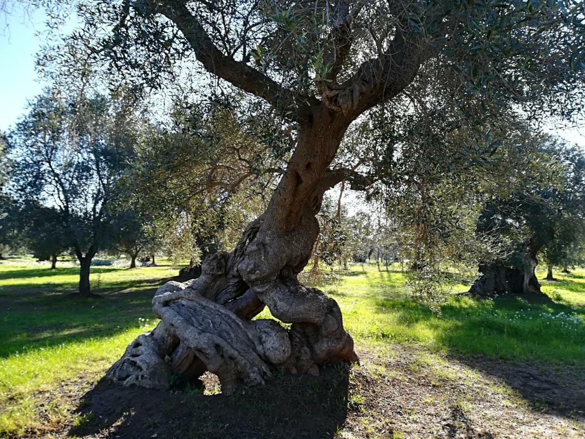 Trullo Alessandro E Villa Raffaela San Vito dei Normanni Exteriör bild